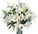 White Lilies Flowers