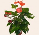 Anthurium