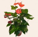 Anthurium