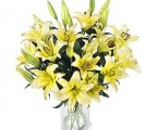 Yellow Lilies