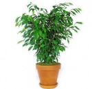 Ficus Benjamina