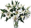 Casablanca Lilies