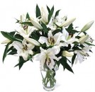 Casablanca Lilies